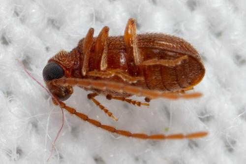 Réf. 300 443 : Ptinus sp.